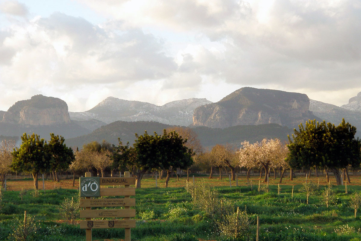 Hotel Can Bonico Majorcan wines biniagual