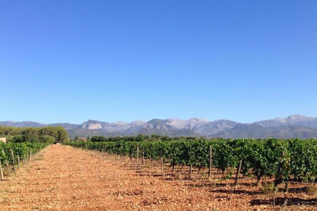 Hotel Can Bonico wine tasting mallorca