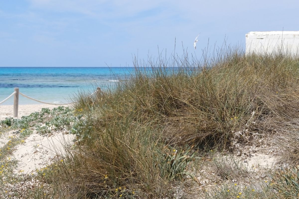 es trenc beach mallorca ses salines can bonico