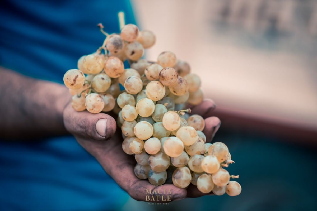 macia batle bodega vino hotel ca'n bonico ses salines mallorca