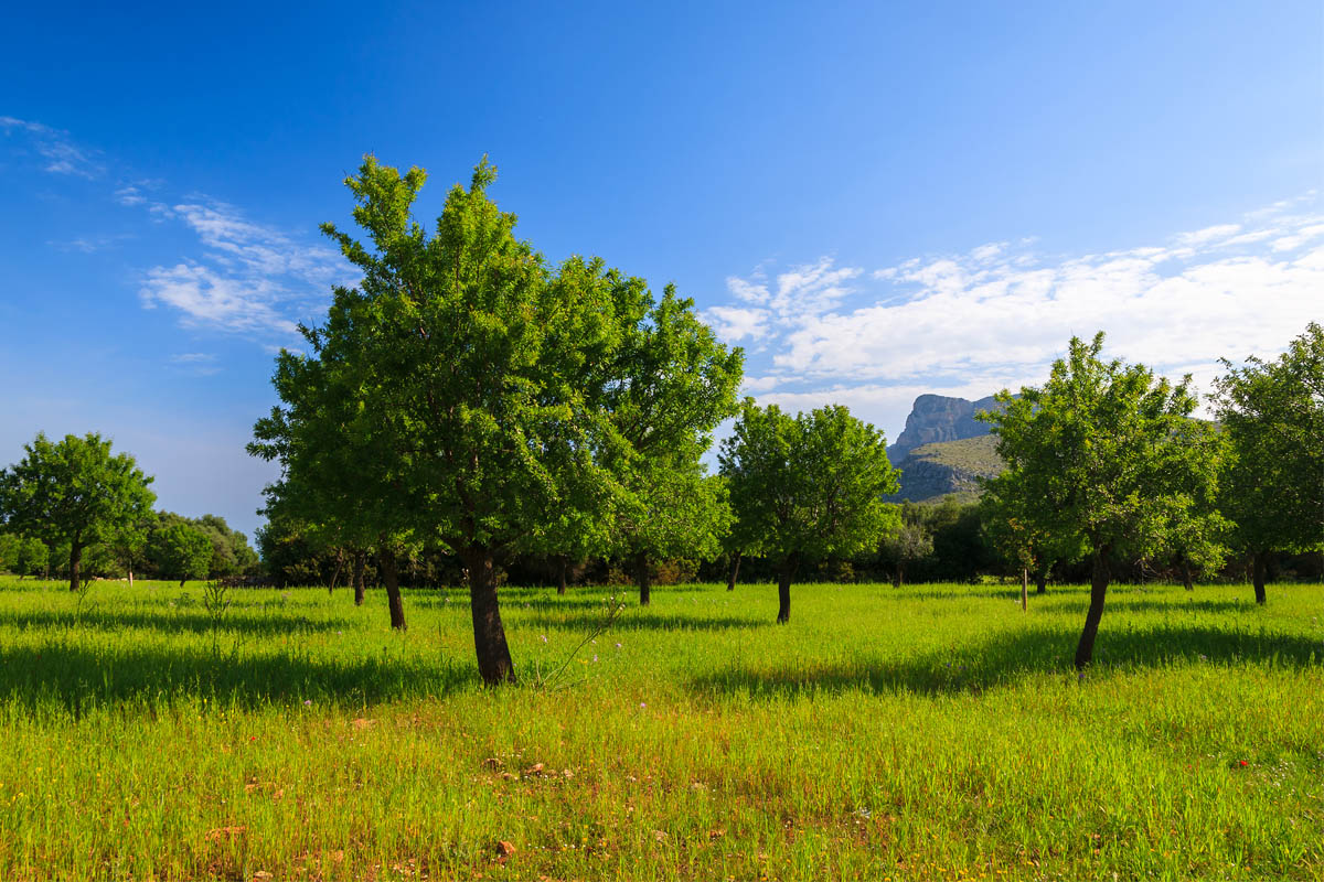 mallorca can bonico south spring holidays 