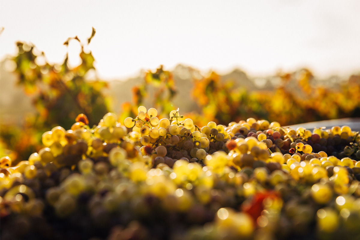 quality mallorca wines can bonico hotel ses salines