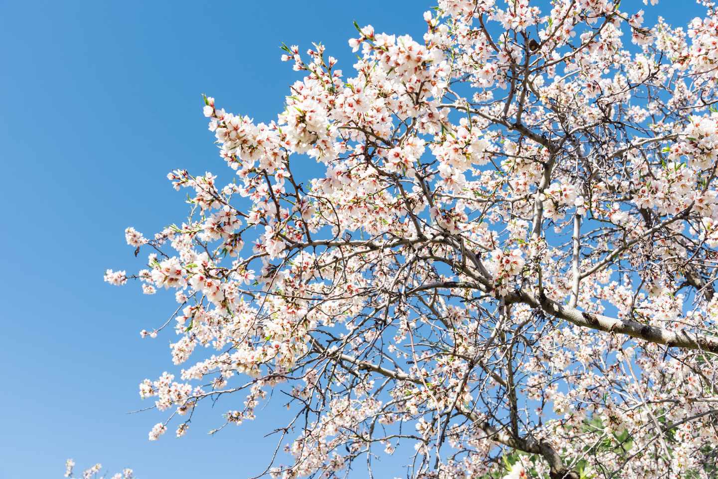 F blog hotel can bonico almendros en flor almond blossom almendras mallorca ses salines