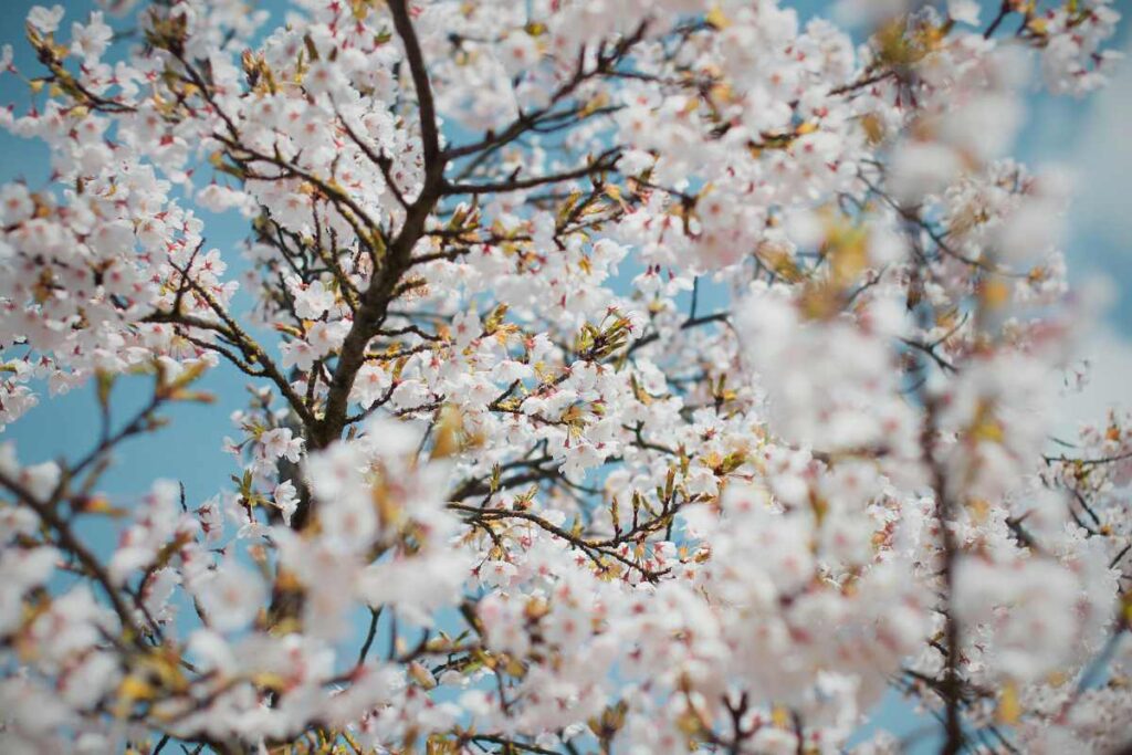 blog hotel can bonico ses salines CA’N BONICO_ ALMOND BLOSSOM IN MALLORCA almendros en flor