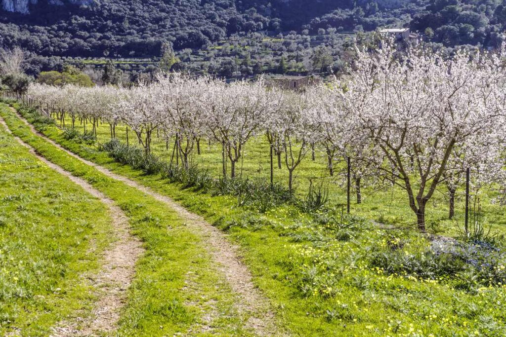 blog hotel can bonico ses salines CA’N BONICO_ ALMOND BLOSSOM IN MALLORCA almendros en flor Mallorca invierno 