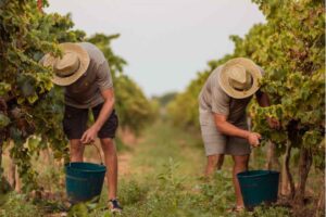 F blog hotel can bonico ses salines Mallorca blog hotel can bonico ses salines Mallorca- LOCAL STORIES – WINEMAKING IN MALLORCA -UVA MANTONEGRO - vinos de Mallorca