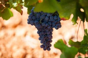 blog hotel can bonico ses salines Mallorca- LOCAL STORIES – WINEMAKING IN MALLORCA -UVA MANTONEGRO - creditos M Torres vino Mallorca vino local