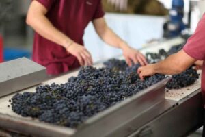 blog hotel can bonico ses salines Mallorca- LOCAL STORIES – WINEMAKING IN MALLORCA - wines Mallorca vino Mallorca