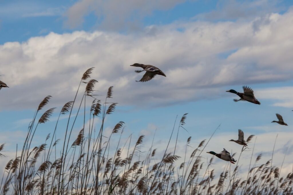 Blog hotel can bonico ses salines Mallorca - Bird watching, nature reserves and outdoor activities on Mallorca avistamiento aves Mallorca 