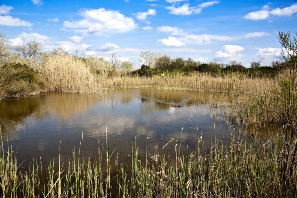Blog hotel can bonico ses salines Mallorca - Bird watching, nature reserves and outdoor activities on Mallorca avistamiento de aves naturaleza Mallorca
