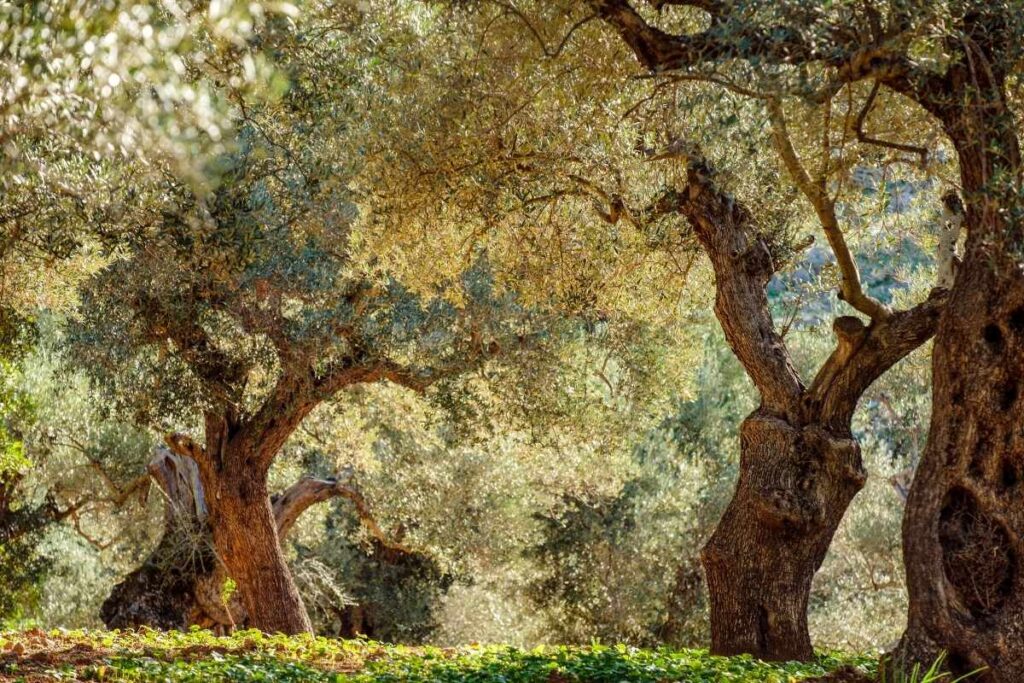 Blog hotel can bonico ses salines Mallorca - Historias Locales - La cultura del aceite de oliva en Mallorca del olivo a la mesa olive oil Mallorca ses salines