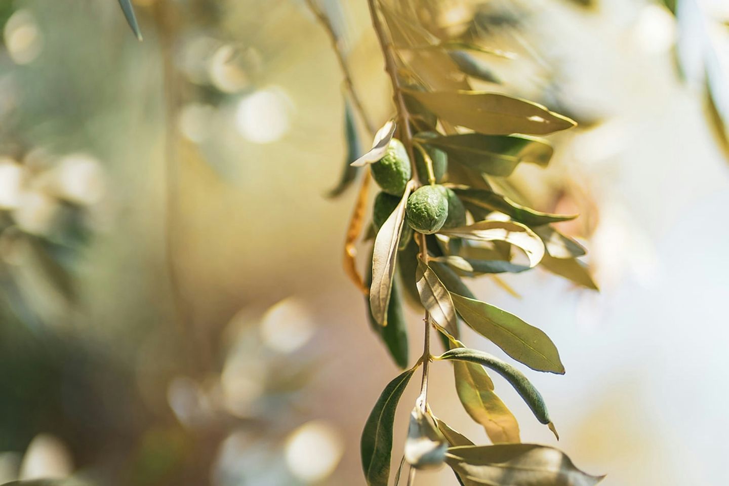 F Blog hotel can bonico ses salines Mallorca - Blog hotel can bonico ses salines Mallorca - Historias Locales - La cultura del aceite de oliva en Mallorca